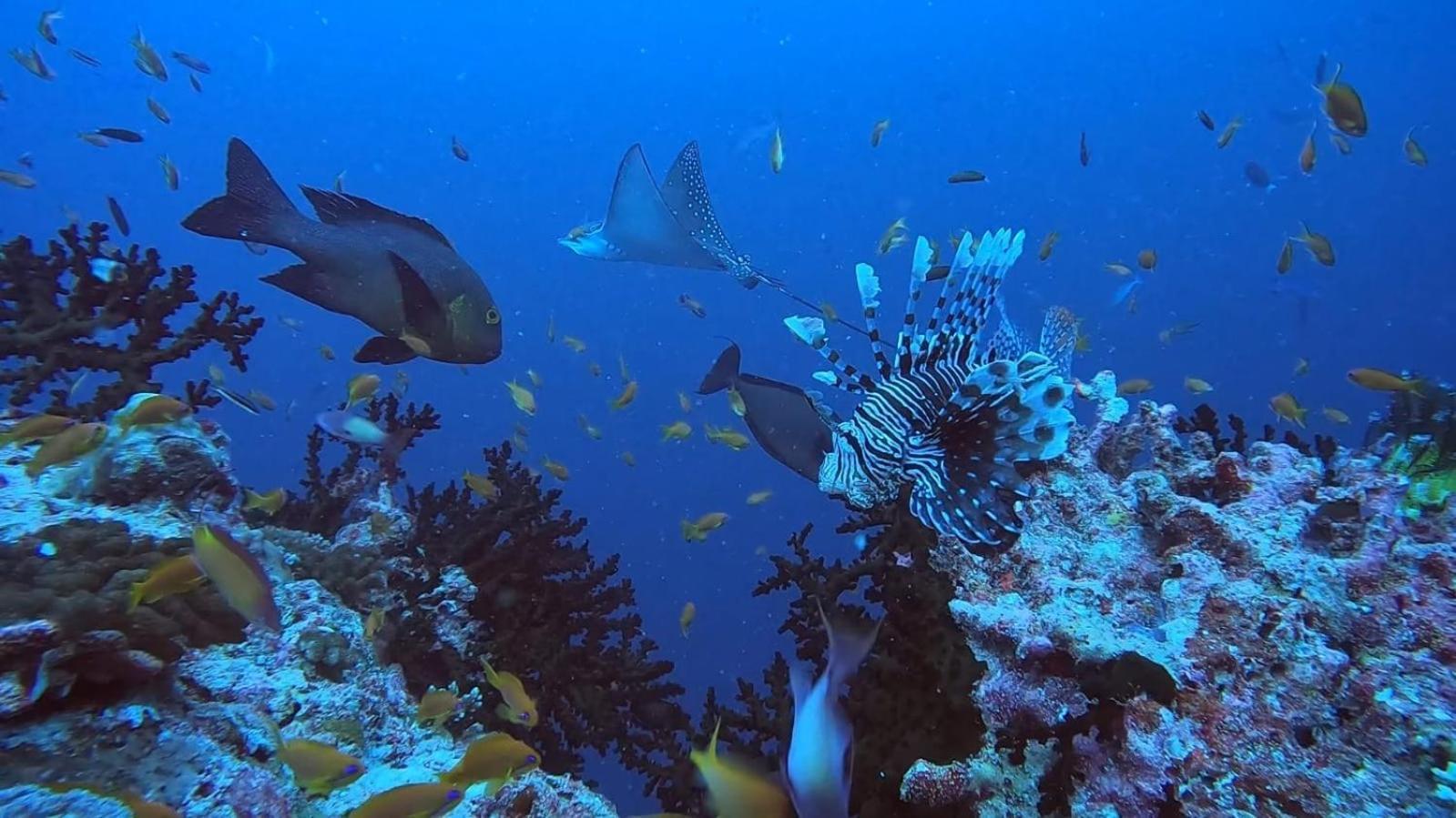 Rashuthere Maldives Rasdhoo Exterior foto