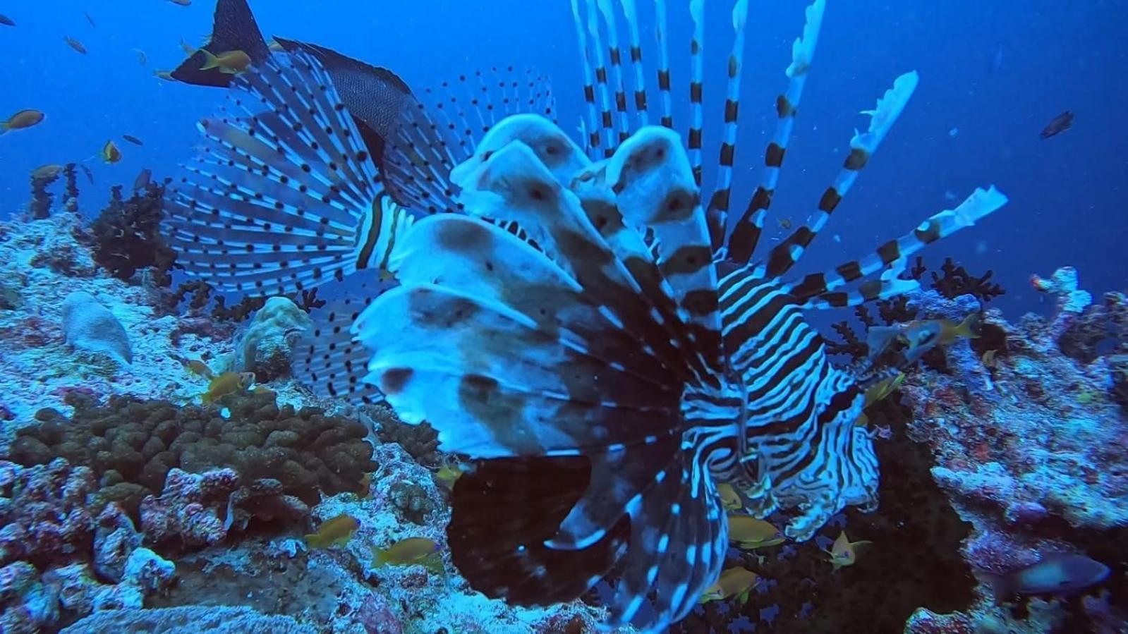Rashuthere Maldives Rasdhoo Exterior foto
