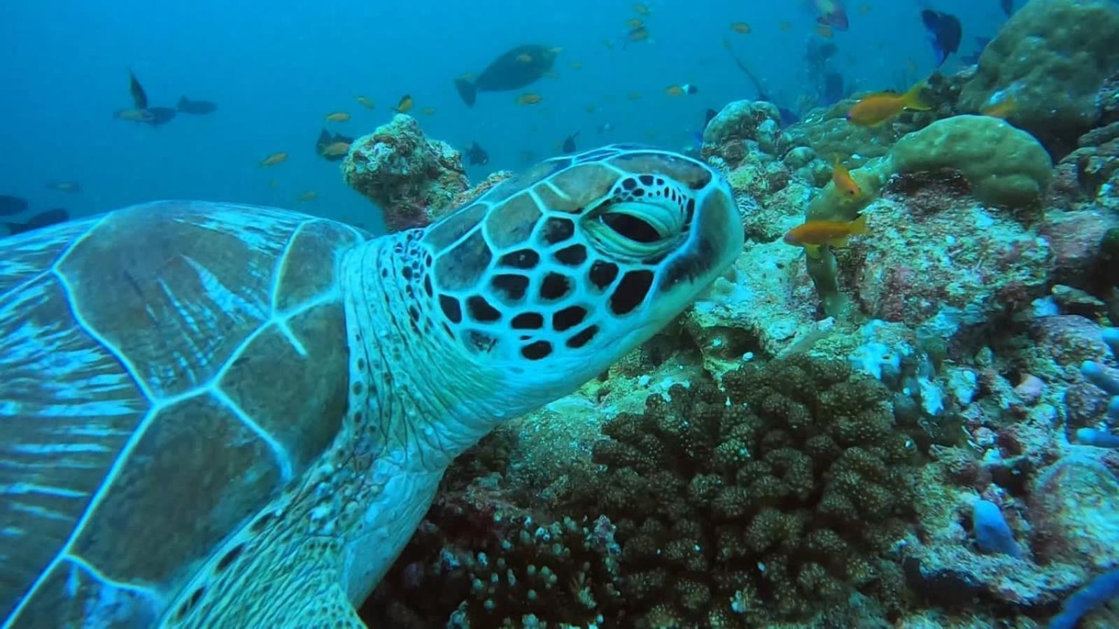 Rashuthere Maldives Rasdhoo Exterior foto