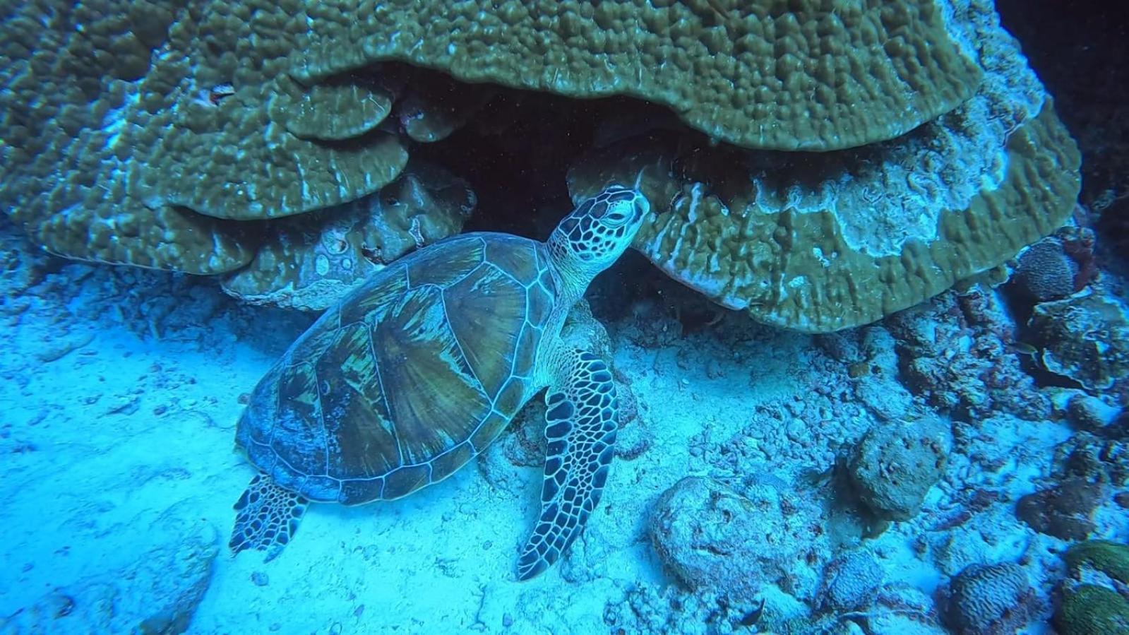 Rashuthere Maldives Rasdhoo Exterior foto